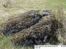 Attēlu rezultāti vaicājumam “Grimmia muehlenbeckii”