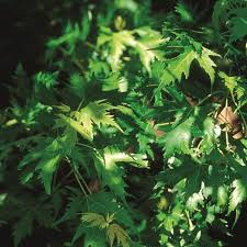 Attēlu rezultāti vaicājumam “Acer saccharinum”