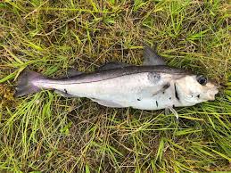 Image result for Melanogrammus aeglefinus