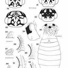 Attēlu rezultāti vaicājumam “Caenolyda reticulata”