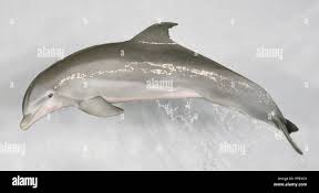 Image result for Tursiops truncatus