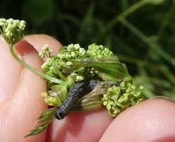 Attēlu rezultāti vaicājumam “Perichaena depressa sessile”