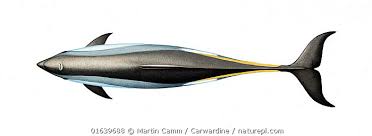 Image result for Leucopleurus acutus