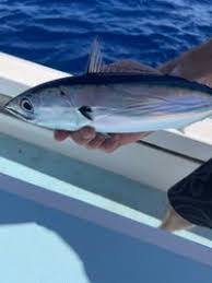 Image result for Katsuwonus pelamis