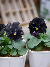 「ロラン・シュヴァリエ」の画像検索結果