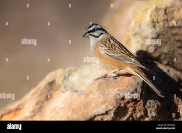 Image result for Emberiza cia