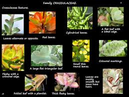 Attēlu rezultāti vaicājumam “Crassulaceae”