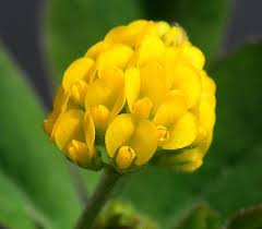 Attēlu rezultāti vaicājumam “Medicago lupulina flower”