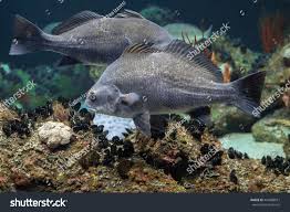 Image result for Pogonias cromis