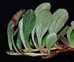 Attēlu rezultāti vaicājumam “Trichia alpina macro”