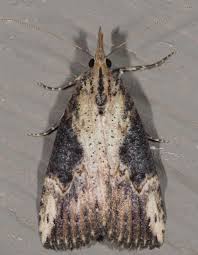 Attēlu rezultāti vaicājumam “Hoplia parvula imago”