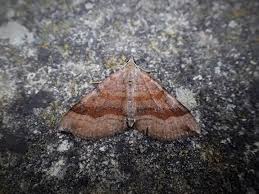 Attēlu rezultāti vaicājumam “Scotopteryx chenopodiata”