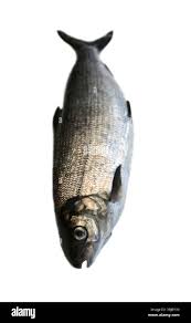 Image result for Coregonus lavaretus oxyrinchus