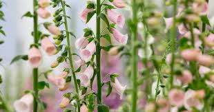 Attēlu rezultāti vaicājumam “Digitalis purpurea fruit”