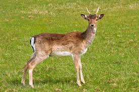 Attēlu rezultāti vaicājumam “Dama dama”