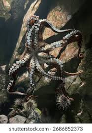 Image result for Enteroctopus dofleini
