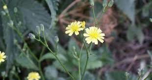 Attēlu rezultāti vaicājumam “Lapsana communis fruit”
