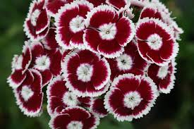 Image result for Dianthus barbatus