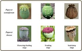 Image result for Papaver somniferum