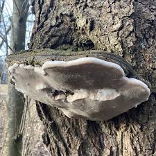 Attēlu rezultāti vaicājumam “Phellinus alni”