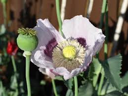 Image result for Papaver somniferum