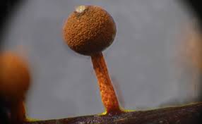 Attēlu rezultāti vaicājumam “Physarum cinereum macro”