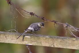 Attēlu rezultāti vaicājumam “Motacilla alba juvenile”
