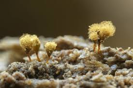 Attēlu rezultāti vaicājumam “Hemitrichia calyculata”