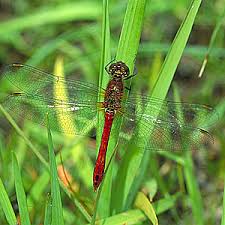 Attēlu rezultāti vaicājumam “Sympetrum sanguineum male”