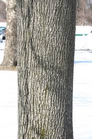 Attēlu rezultāti vaicājumam “Acer platanoides”