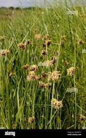 Attēlu rezultāti vaicājumam “Bolboschoenus maritimus flower”