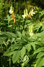 Attēlu rezultāti vaicājumam “Lathyrus laevigatus”