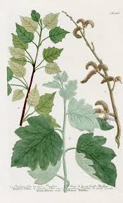 Attēlu rezultāti vaicājumam “Populus alba”