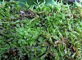 Attēlu rezultāti vaicājumam “Calliergonella cuspidata sporophyte”