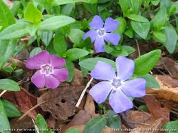 Attēlu rezultāti vaicājumam “Vinca minor flower”