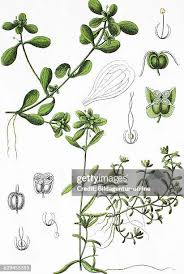 Attēlu rezultāti vaicājumam “Callitriche verna”