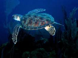 Image result for Eretmochelys imbricata
