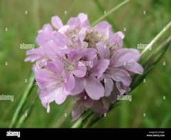 Attēlu rezultāti vaicājumam “Armeria vulgaris flower”