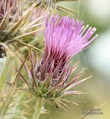 Image result for Ptilostemon afer