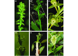Attēlu rezultāti vaicājumam “Herminium monorchis flower”