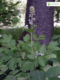 Attēlu rezultāti vaicājumam “Actaea spicata flower”