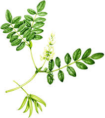 Attēlu rezultāti vaicājumam “Astragalus glycyphyllos leaf”