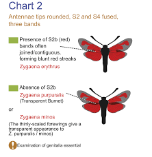 Attēlu rezultāti vaicājumam “Zygaena minos”