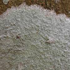 Attēlu rezultāti vaicājumam “Phlyctis agelaea”