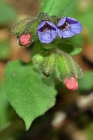 Image result for Lungenkraut