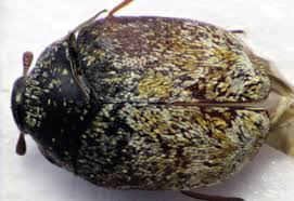 Attēlu rezultāti vaicājumam “Anthrenus sp.”