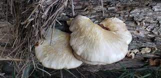 Attēlu rezultāti vaicājumam “Lentinellus ursinus”