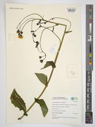 Attēlu rezultāti vaicājumam “Crepis paludosa fruit”