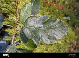 Attēlu rezultāti vaicājumam “Sorbus intermedia leaf”