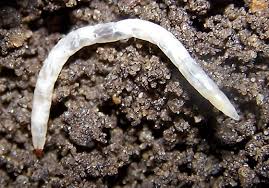 Attēlu rezultāti vaicājumam “Therevidae larva”